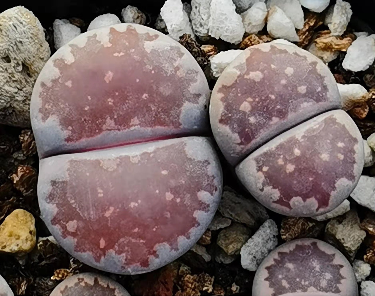 基地大棚直供多肉植物生石花紫福来玉双头母本花卉绿植园艺小盆栽