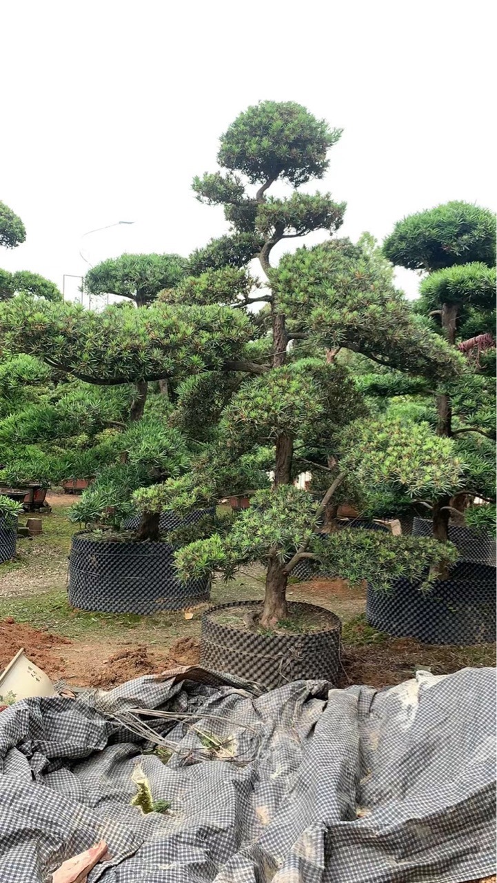 00元 品种         罗汉松       是否进口         否       株高