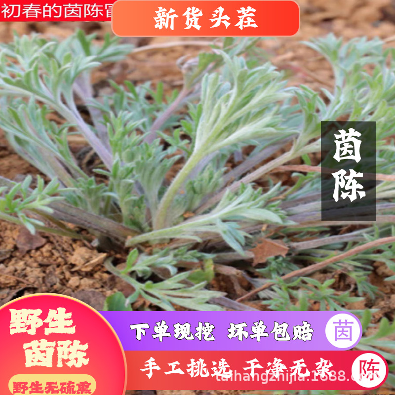 新鲜茵陈3月茵陈三月绵茵陈干茵陈新鲜茵陈野生茵陈山区采摘-阿里巴巴