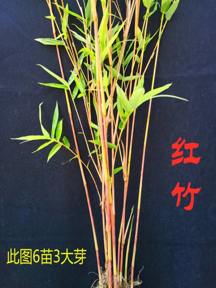 红竹红观音竹红寒竹内门竹鸿运竹客厅水培绿植庭院好养植物小盆景