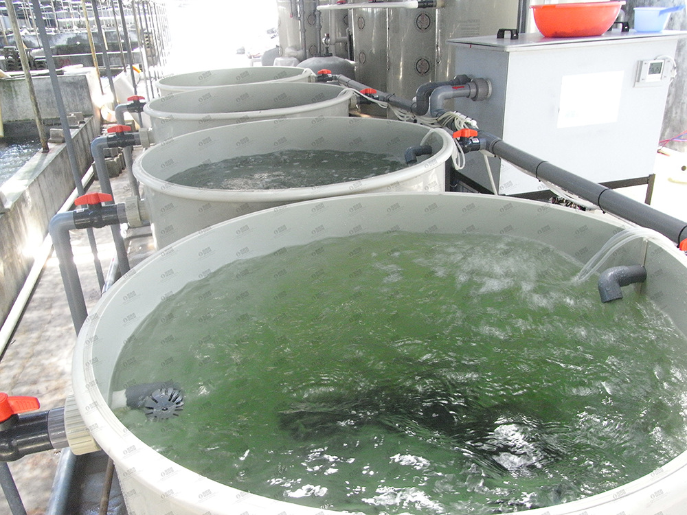 工厂化室内循环水水产养殖小型pp塑料海淡水可定制养殖鱼池
