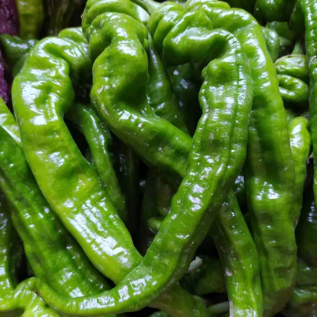 青辣椒螺丝椒3斤5斤青皮辣椒一件代发