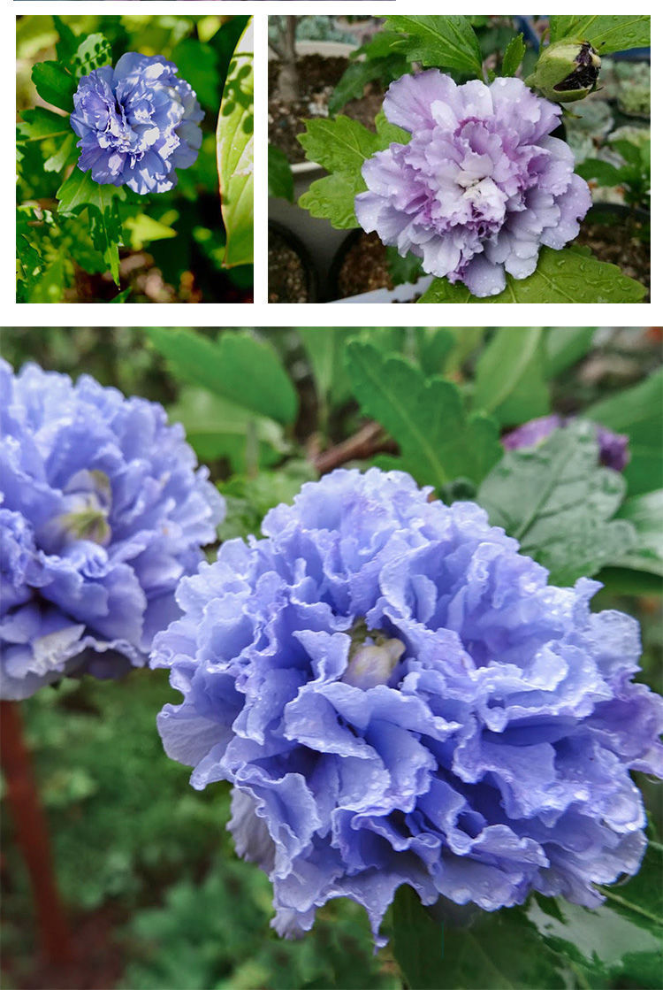 日本进口重瓣种紫玉木槿花耐寒耐热多年生盆栽扶桑花当年开花