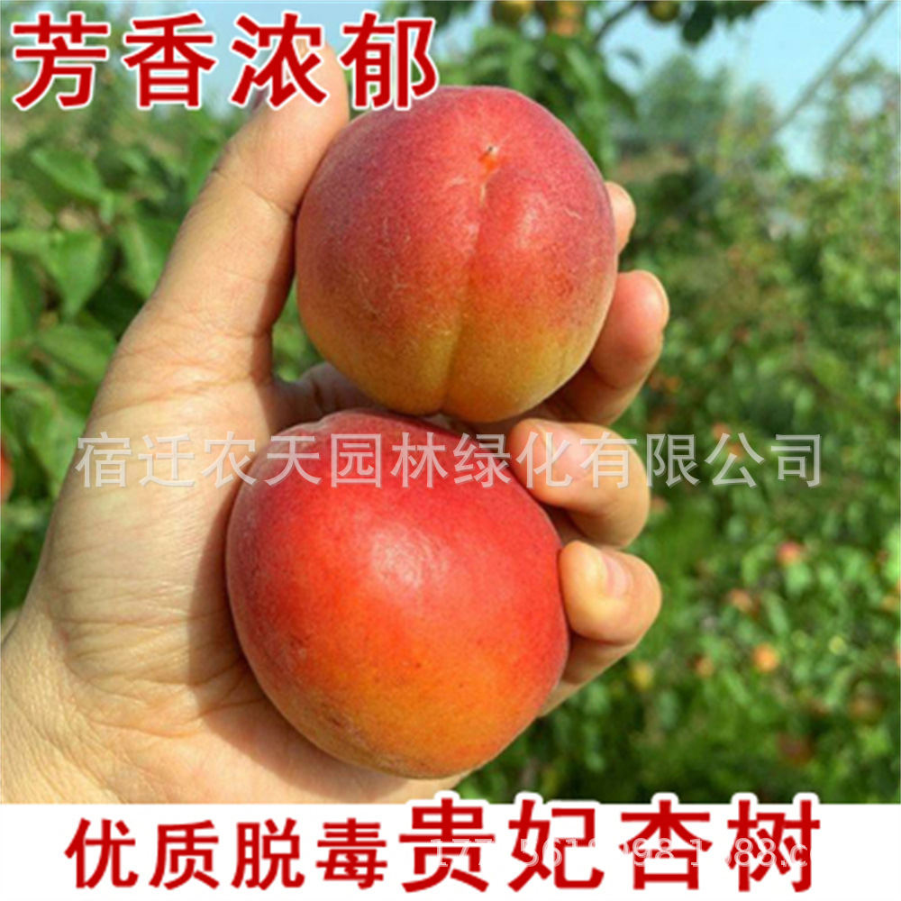 杏树苗嫁接苗早熟甜杏子苗活苗盆栽地栽果树苗当年结果南北方种植