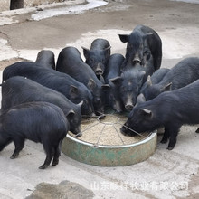 藏香猪2个月的种母猪苗多少钱 哪里卖小香猪 活猪出售 土黑猪价格
