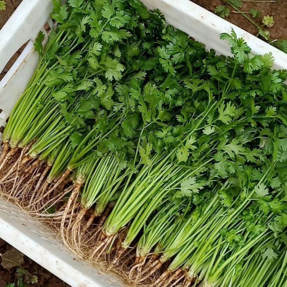 河南铁杆香菜带根净重新鲜蔬菜农家种植清凉菜现拔现发1/3/5斤【5