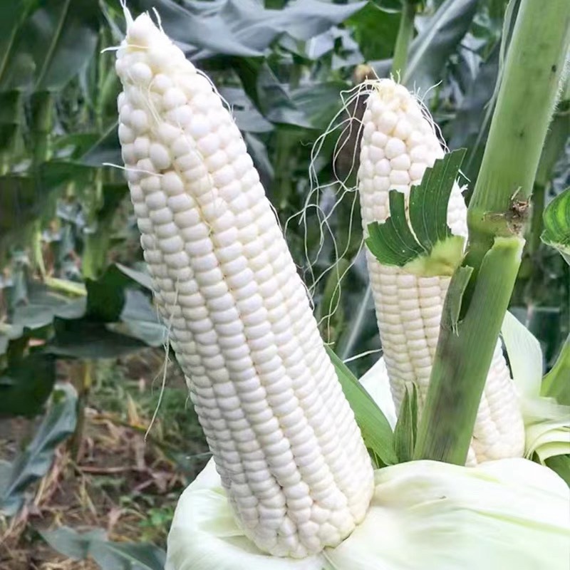 批发连玉糯1号白甜糯玉米种子鲜食大棒非转基因甜糯玉米种籽春秋