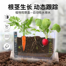 儿童植物生长观察窗种植阳光房小盆栽小学生根系种子花农根部绿植