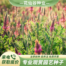 红豆草种子果园绿肥种籽红豆草种子耐寒耐旱抗盐碱庭院牧草生态肥