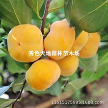 罗田甜柿甜脆柿子苗嫁接柿子树日本特大甜黑柿子果树苗南北方种植