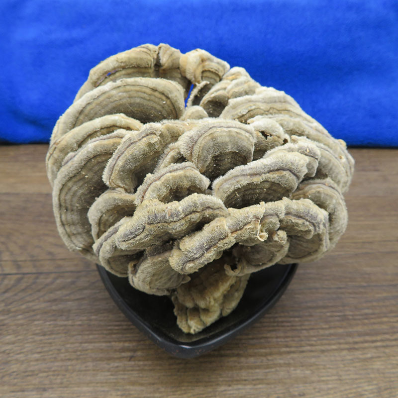 云芝500克中药材长白山 云芝蘑 云芝菌