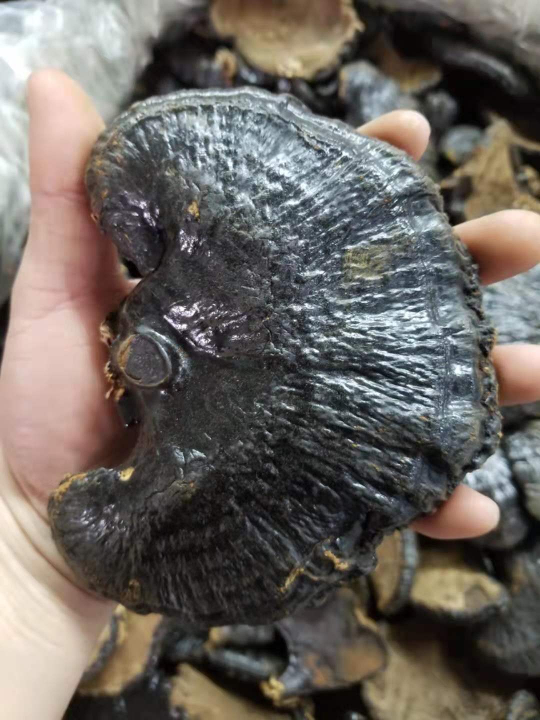 大个黑灵芝批发250g林芝泡酒灵芝孢子粉灵芝片赤芝竹灵芝-阿里巴巴