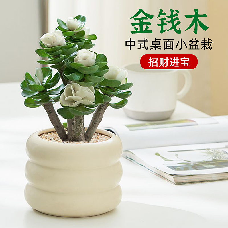 金钱木盆栽老桩盆景四季好养植物 桌面办公室开花耐旱绿植小盆栽