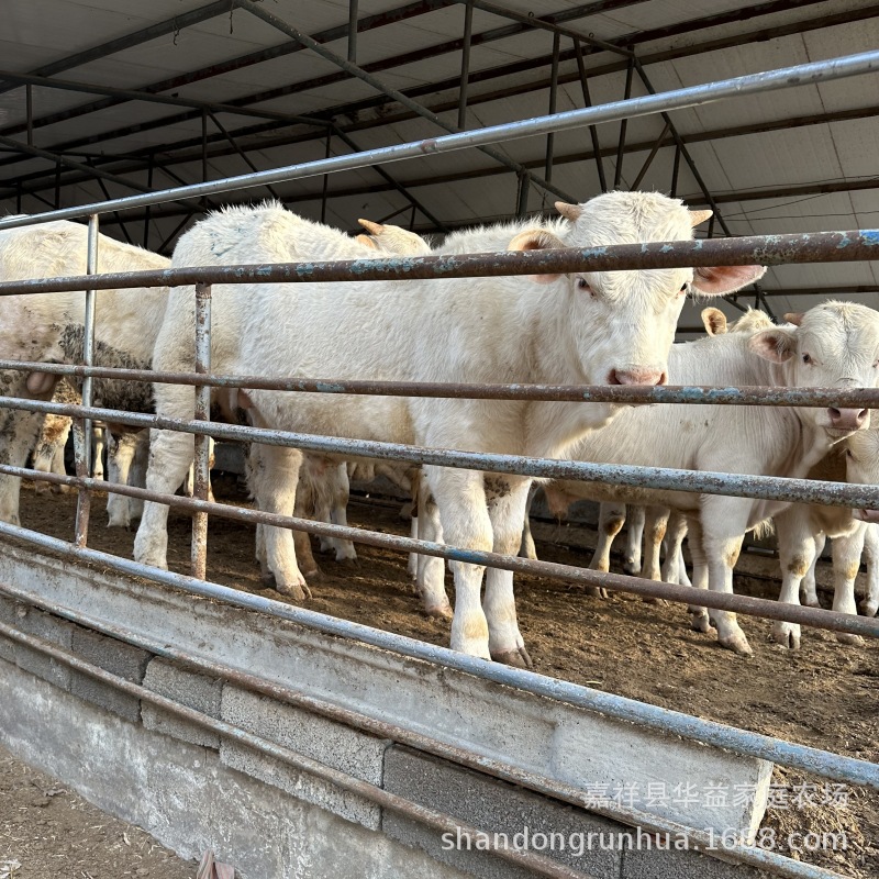 四川夏洛莱牛养殖 西门塔尔牛小牛犊适合在哪生长养牛场-阿里巴巴