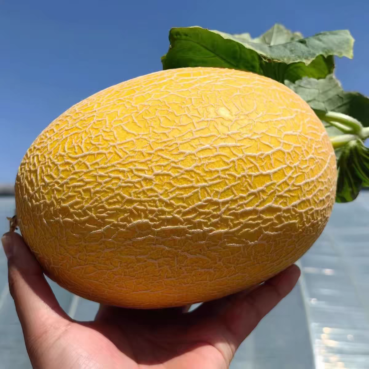 ii新疆金色年华哈密瓜当季新鲜水果现摘现发品质保证包邮