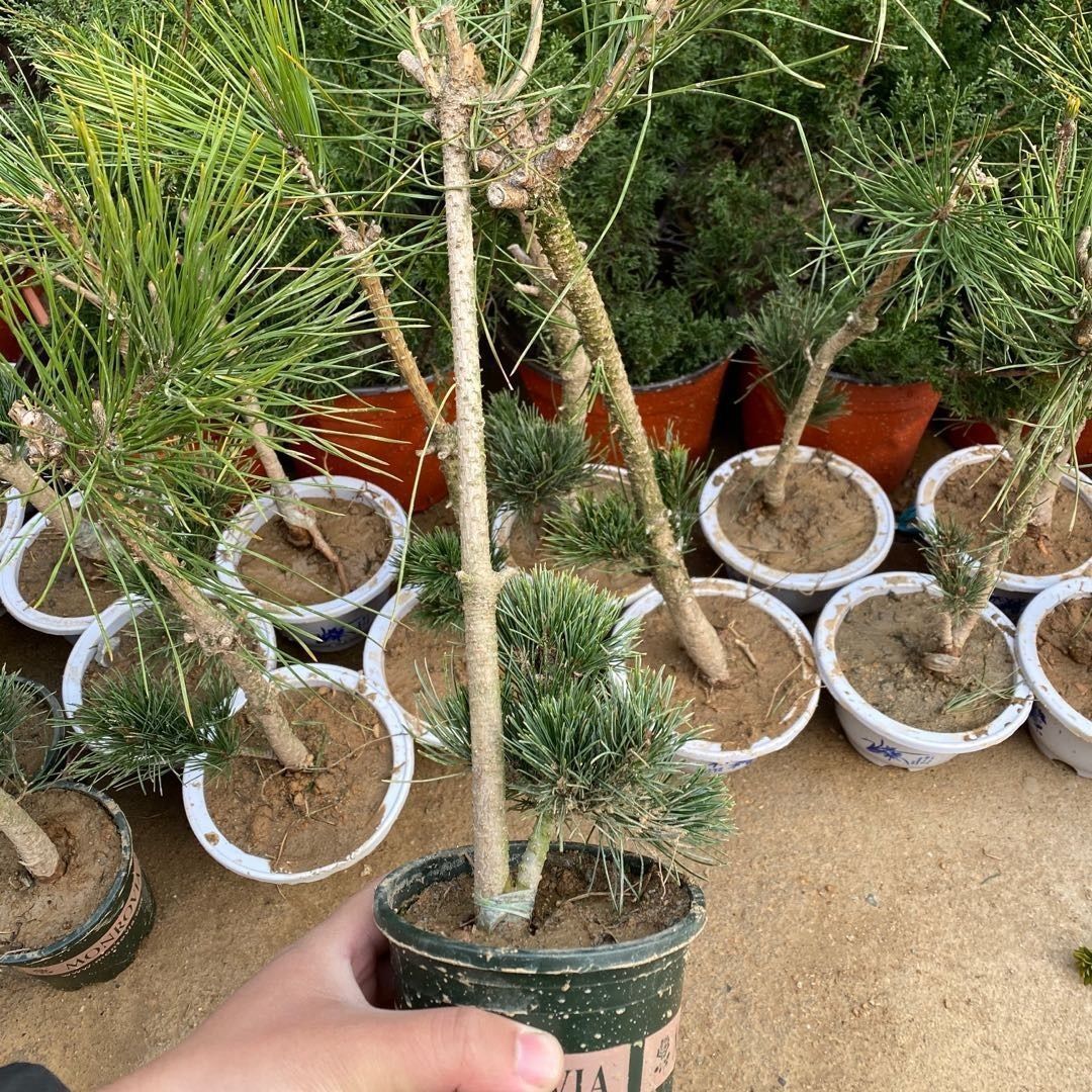 正宗日本嫁接五针松小苗 松树造型盆景苗 黑松嫁接短针大阪松盆