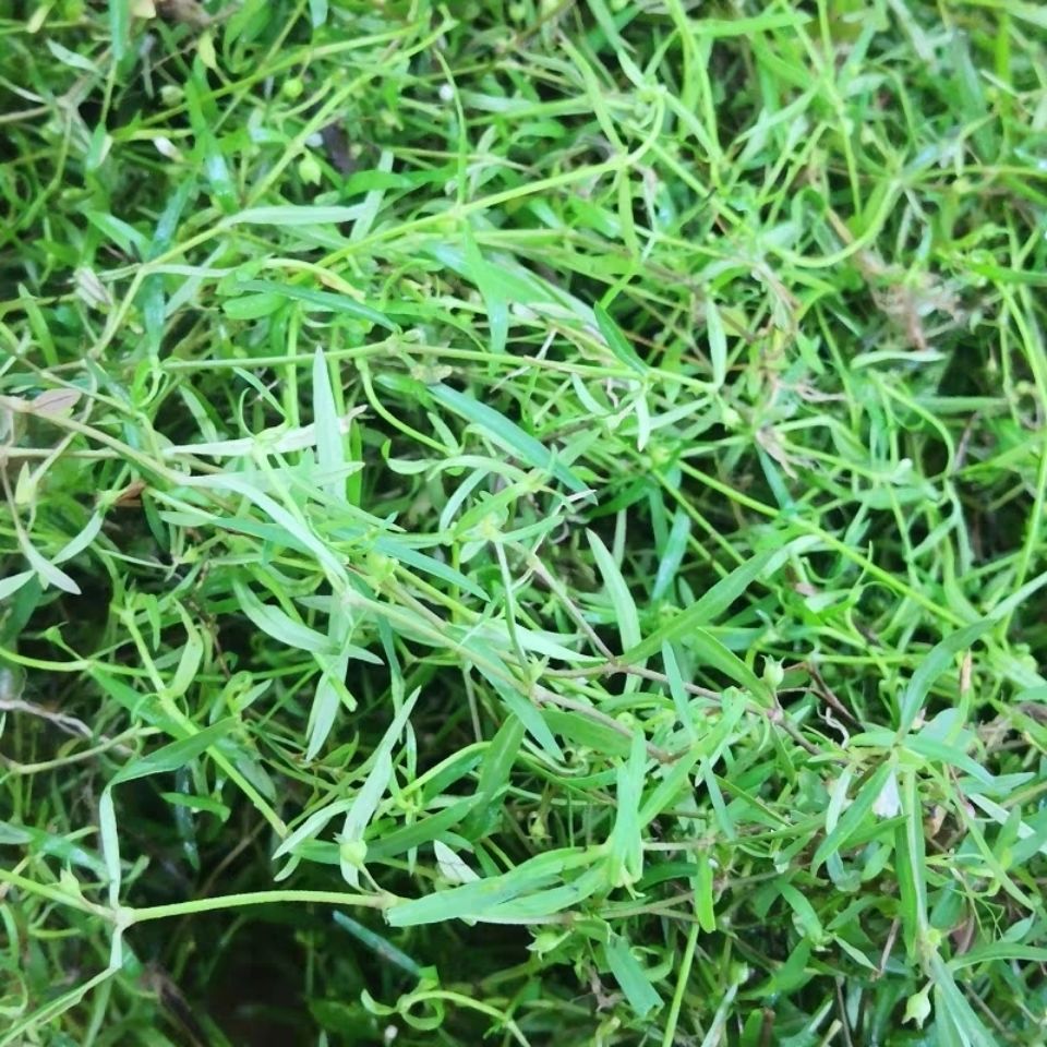 潮汕新鲜小号白花蛇舌草可搭配车前草,猫毛草一起煮-阿里巴巴