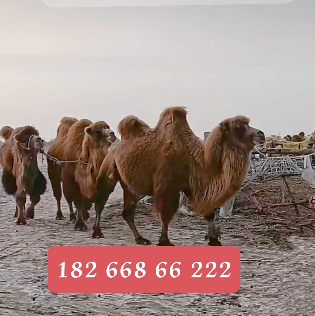 大型成年骆驼 山东骆驼养殖场 常年销售景区观赏骆驼
