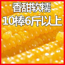 东北10根黄糯玉米甜糯粘玉米棒真空装包非转基因新鲜粗粮代餐大棒