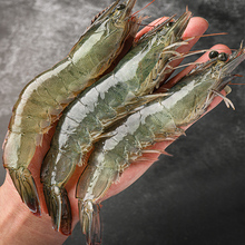 40-50 3斤青岛大虾 鲜活海鲜水产基围虾海虾鲜虾青虾