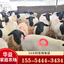 活羊出售繁殖的多的羊杜泊绵羊怀孕母羊杜波小羊羔一只羊崽
