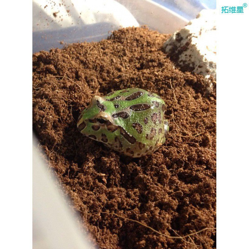 Natural Four-in-One Turtle Winter Sleeping Soil Brazilian Turtle Cushion Turtle Winter Warm Supplies Climbing Pet Incubation Coconut Soil Sand