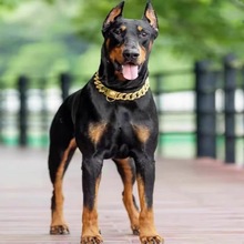 纯种杜宾犬幼犬活体护卫犬出售德系杜宾犬双血统大型狗狗宠物杜宾