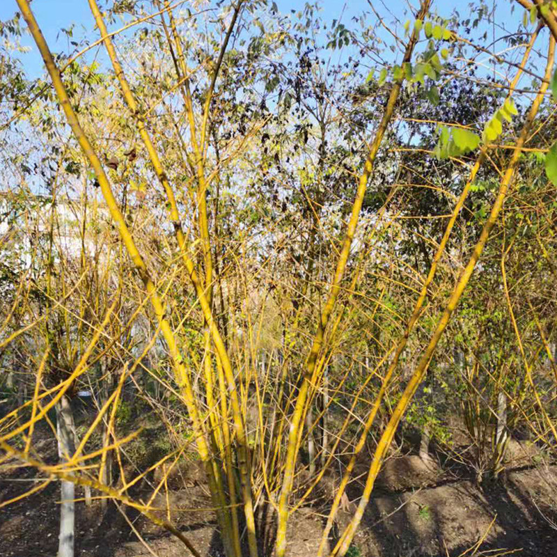 丛生黄金槐批发 绿化黄金槐 山东基地直发 大规格国槐 造型国槐