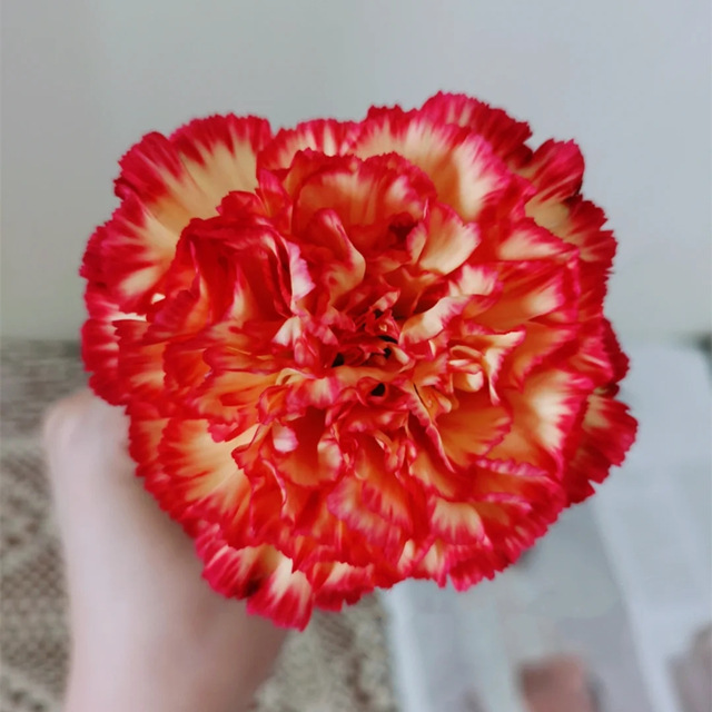 康乃馨鲜花批发云南鲜花直批婚庆布置花店摆摊用花社区团购货源