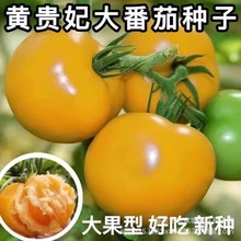 黄贵妃番茄种子东北大黄柿子种籽黄色西红柿种孑大果春季蔬菜籽种