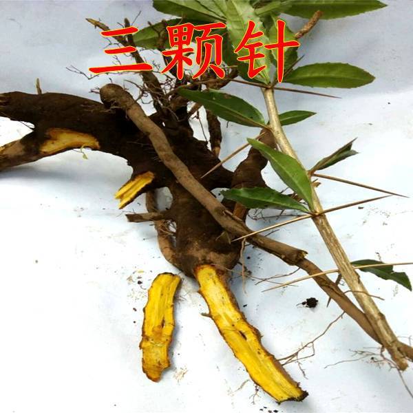 云南新鲜三颗针钢针刺铜针刺黄连刺黄柏刺黄连根500克三斤包邮
