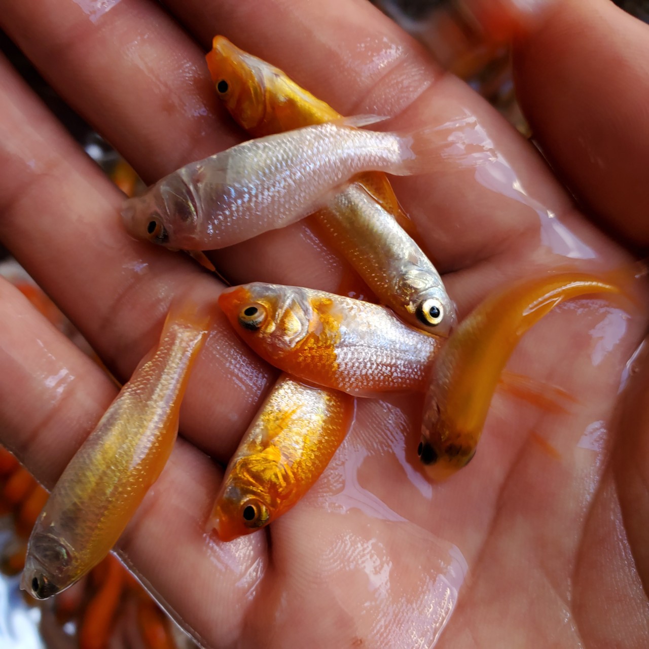 锦鲤鱼苗 日本锦鲤鱼苗 大量批发各种品质锦鲤鱼苗