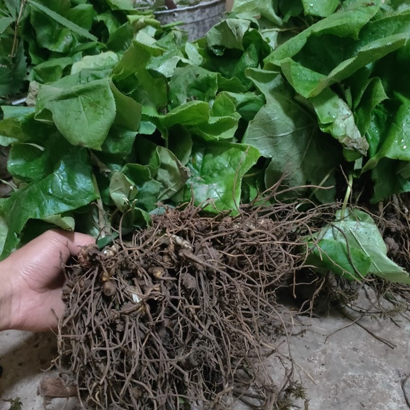 八角莲苗江边一碗水苗山荷叶苗p八角莲绿植盆景苗跨境专供代发