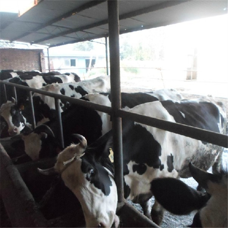一头奶牛养殖场奶牛小奶牛养殖场奶牛养殖场出售奶牛多少钱