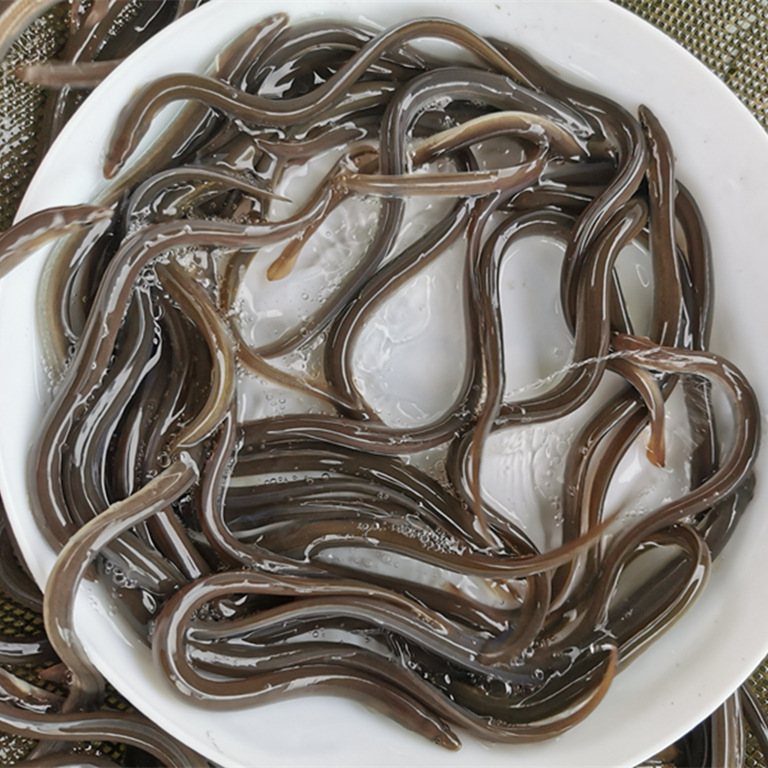 安乔水产鳗鱼苗 白鳝苗 白鳗日本鳗大量批发 提供养殖技术15-40cm