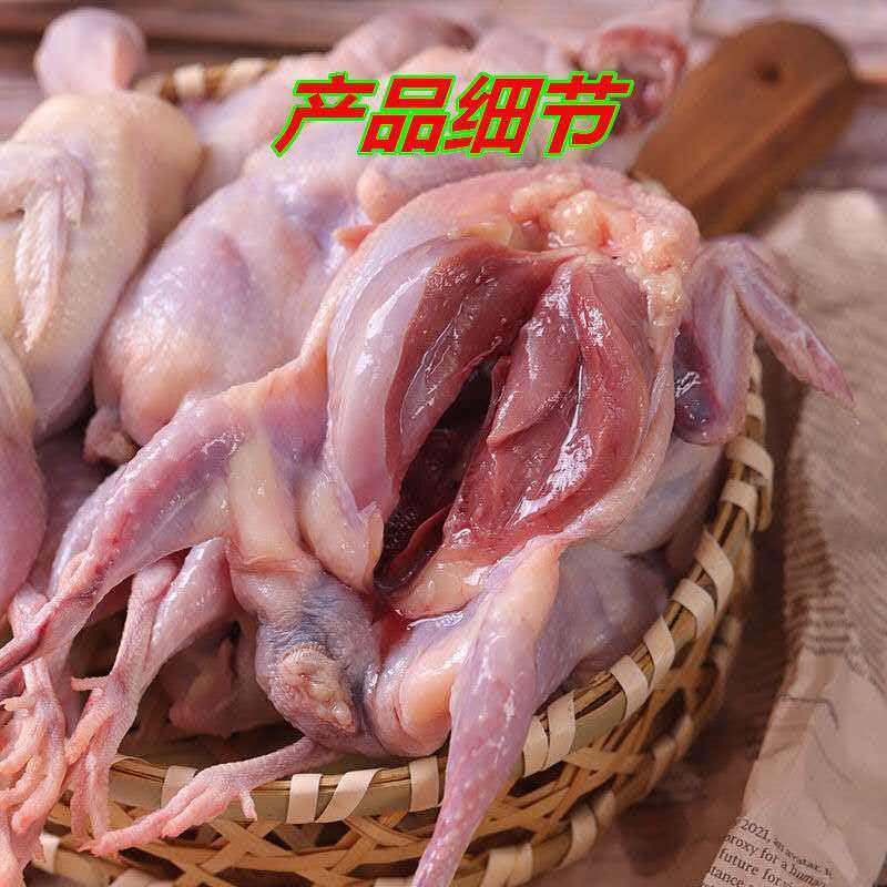 鹌鹑精选特大母活体现杀白条鸟肉非乳鸽烧烤炖汤饭店批发食材跨境