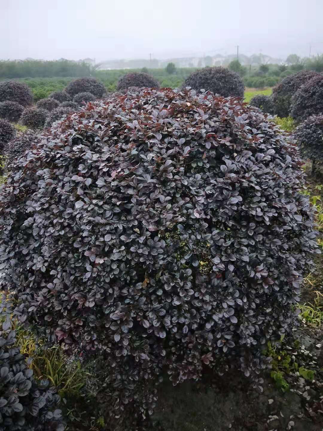 茶花树 茶花球 工程 绿化 灌木 自产 自销