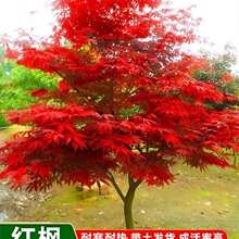 风景树四季不落叶庭院中国红红枫叶树苗红叶红枫树名贵花别墅庭院