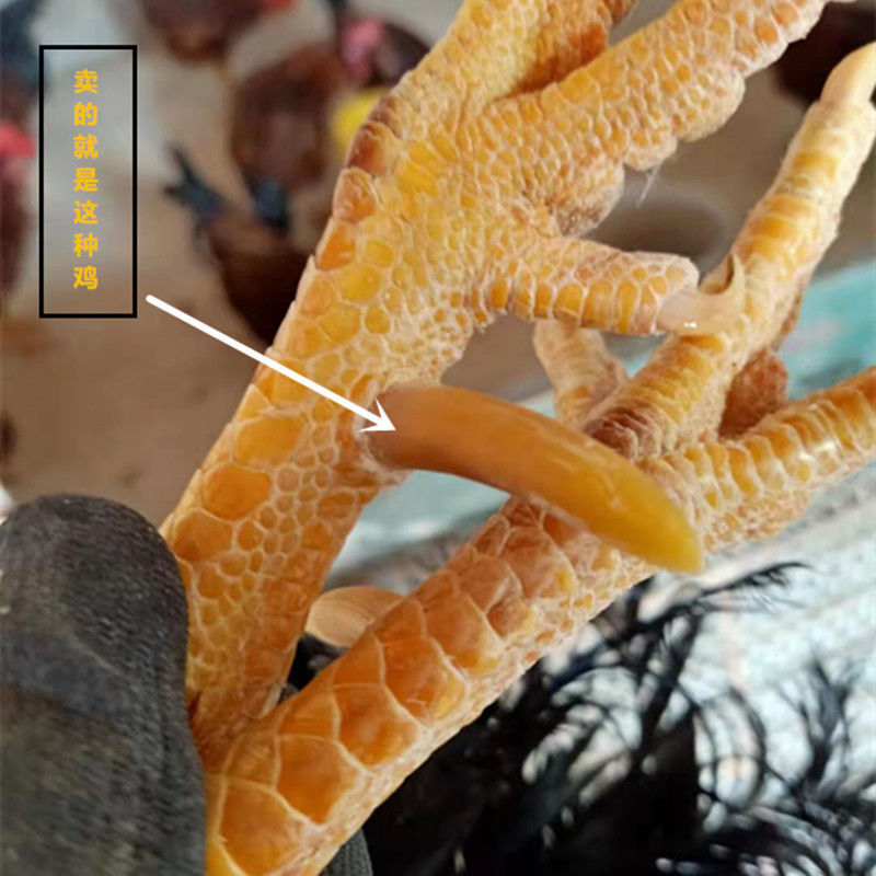 正宗农家散养老公鸡土鸡笨公鸡杂粮喂养鲜活现整只带蹬爪