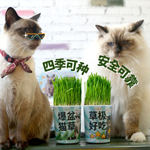 小花农迷你猫草长草娃娃室内可爱儿童零食桌面植物猫猫喜欢猫草