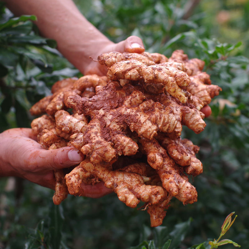 小黄姜云南嫩仔老姜现挖月子新鲜红芽生姜批发醋泡蔬菜网红包邮