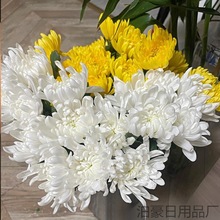 菊花鲜花冬至新鲜白菊黄菊花清明节用的菊花花束黄白菊基地直发