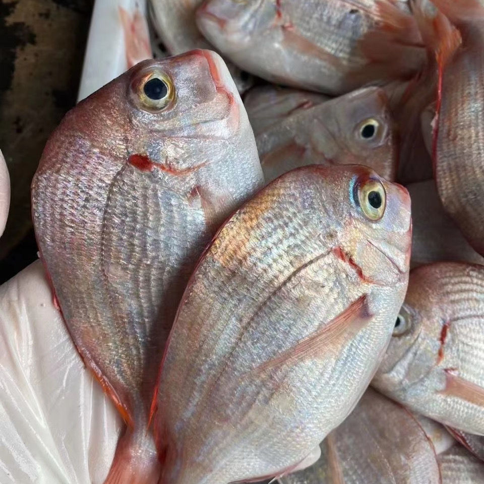 福建本港赤棕鱼海捕新鲜海立海鱼赤七食堂大排档散装批发零售
