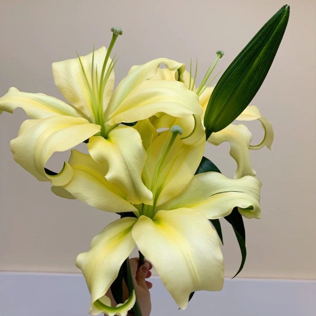 云南昆明直发百合鲜花黄百合皇帝香水百合