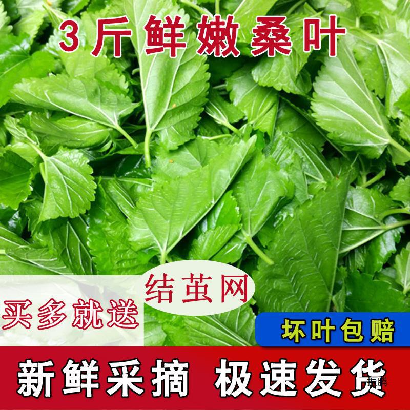 3斤包邮新鲜桑叶喂蚕宝宝饲料鲜嫩现摘现发桑树叶养蚕-阿里巴巴
