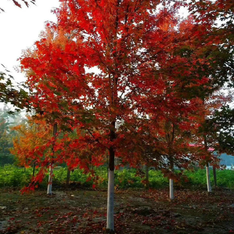 厂家批发绿化工程用丛生美国红点红枫秋天美国红枫基地种植