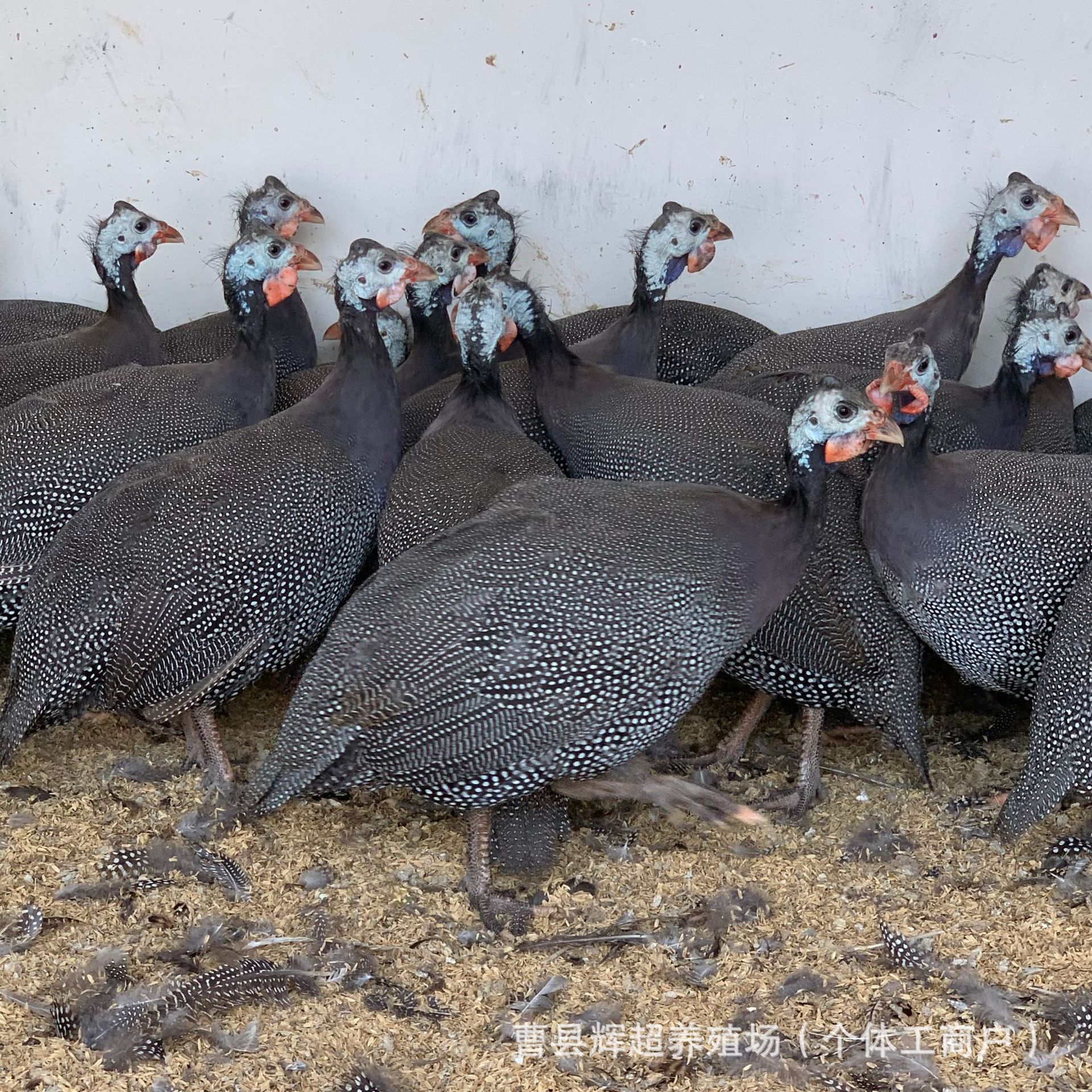 生态农场散养珍珠鸡苗活体成年珍珠鸡满月脱温鸡苗