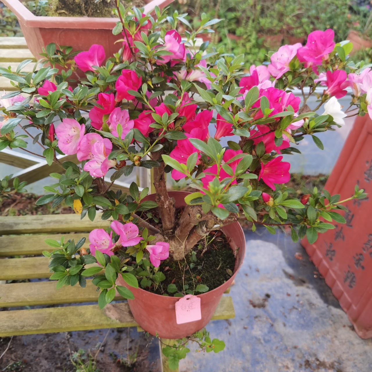 四季双层康乃馨室内现代简约桂花观花绿植除甲醛不含盆高档绿植