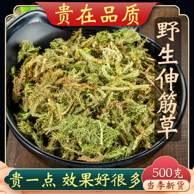 伸筋草中药材500g筋骨草野生小伸筋草草泡脚另售透骨草特级伸筋草