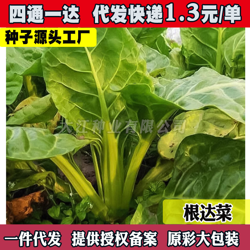 牛皮菜种子大叶田菜种子厚皮菜甜菜根达菜籽秋冬蔬菜种子大全